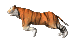 Runnin tiger